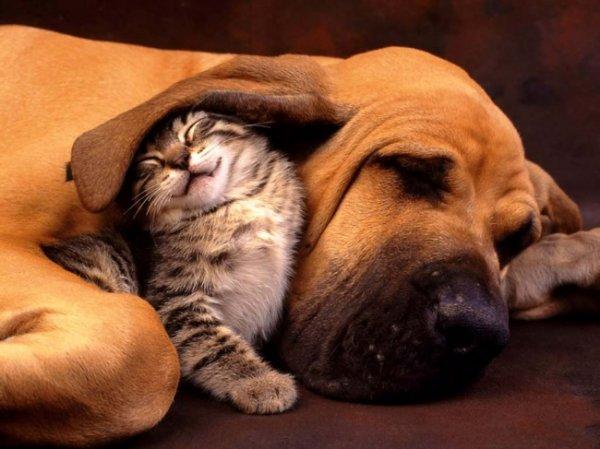 20 Фото настоящей дружбы котов и собак! Заряжаемся позитивом!