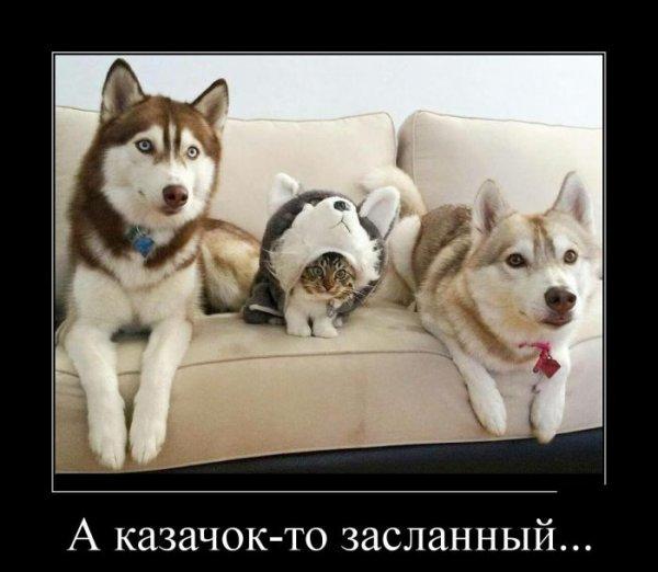 Демотиваторы подборка #142 [30 шт.]