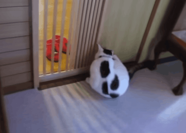 Кот смешно открывает дверь