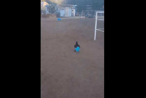 Петух в штанах