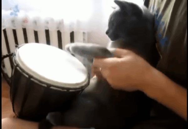 Коты металисты