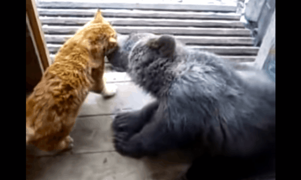 Медведь и кот воспитатель