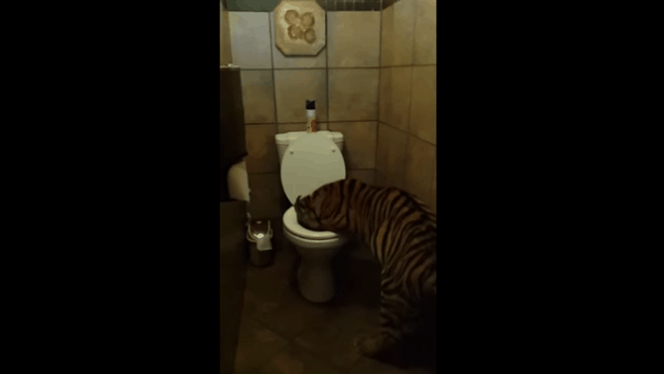 Зашел в уборную, а там бенгальский тигр воду пьет