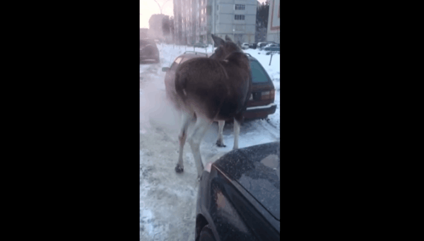 Лось пришел погреться у машины