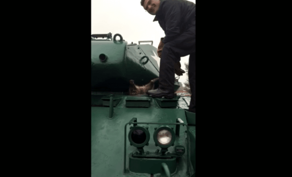 Енот застрял в танке