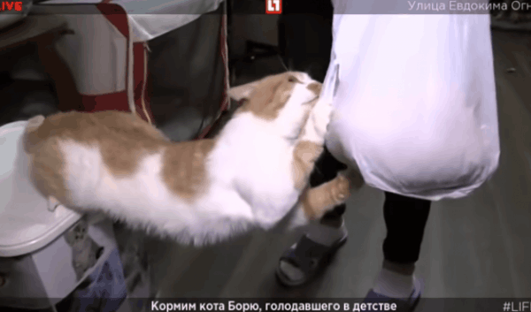 Боря набросился на булку - часть2