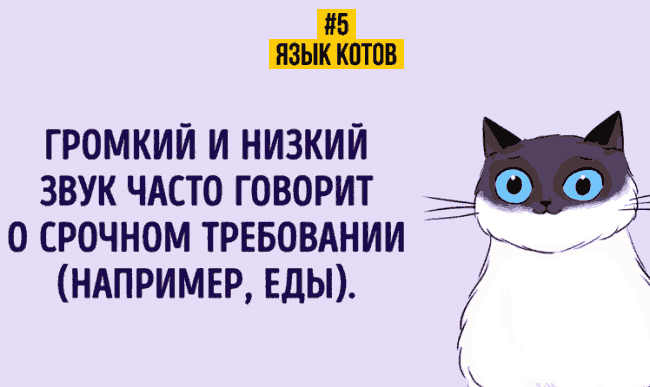 КАК НАЙТИ ОБЩИЙ ЯЗЫК СО СВОИМ КОТОМ