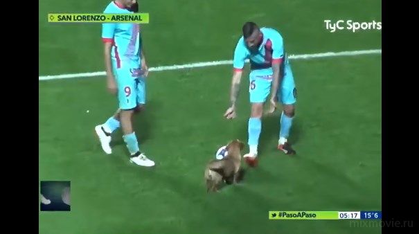 Пёсик решил поиграть в футбол во время матча
