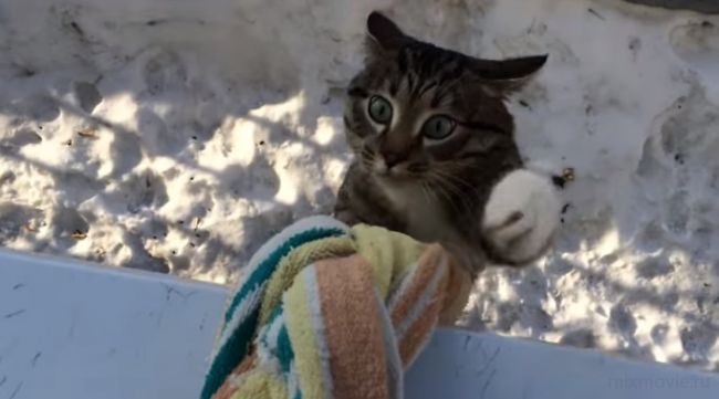 Кот домой пришел