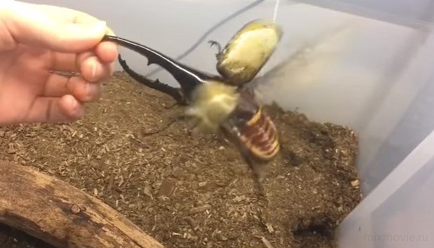 Обычный домашний жук