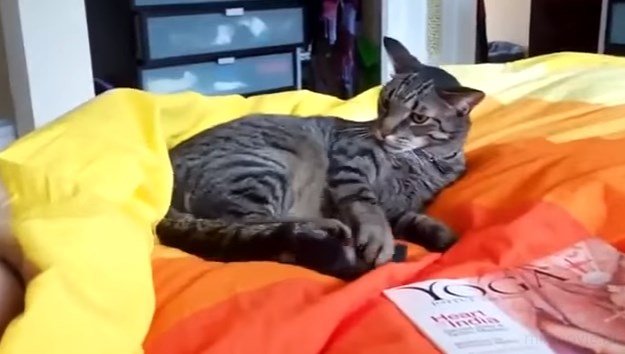 Кот сошел с ума