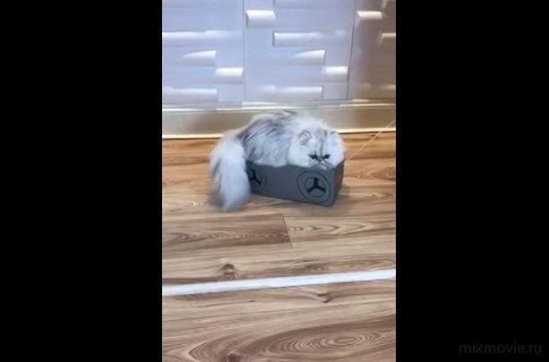 Кошка обожает кататься в коробке!