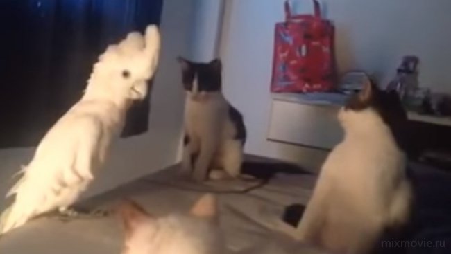 Попугай, который вырос с кошками