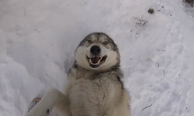 Самый злой волк на свете!!!