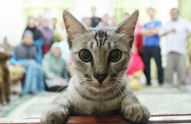 Коты, которые портят селфи