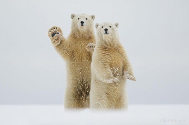 25 лучших фотографий National Geographic