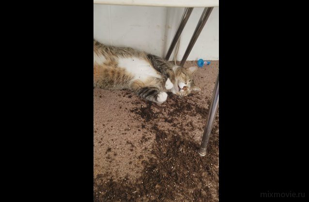 Коты наелись коноплю
