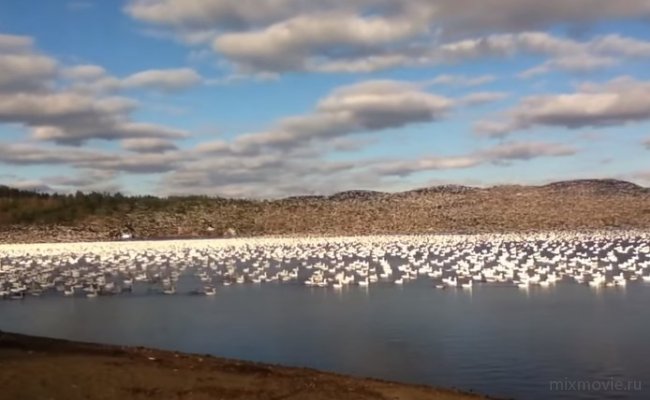 10 тысяч белых гусей взлетают одновременно