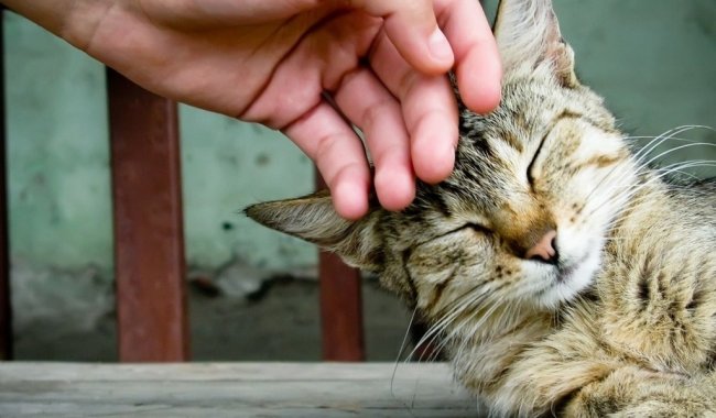 В Ирландии открыта вакансия «гладильщика котов»