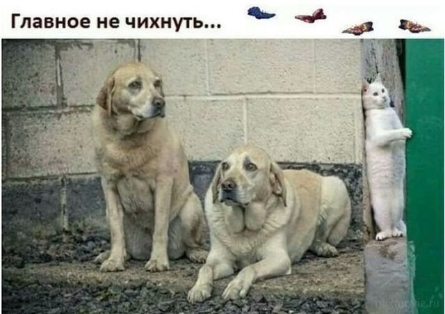 Смешные картинки из соц.сетей
