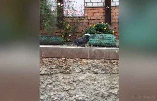 Голубь в шляпе расхаживает по улице
