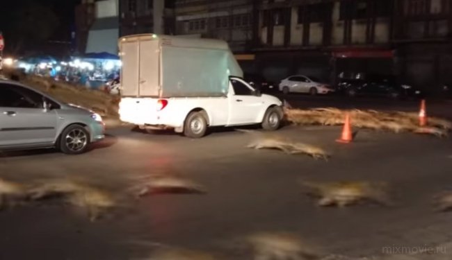 Сотни обезьян испугались феерверка
