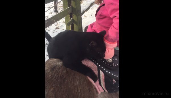 Кот-наездник
