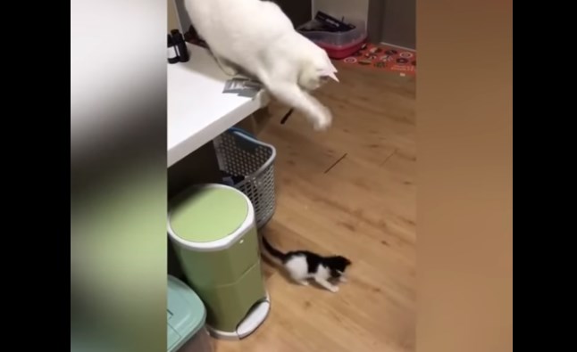 Кот троллит котенка