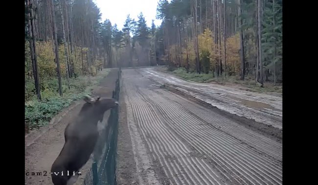 Лось - эмигрант