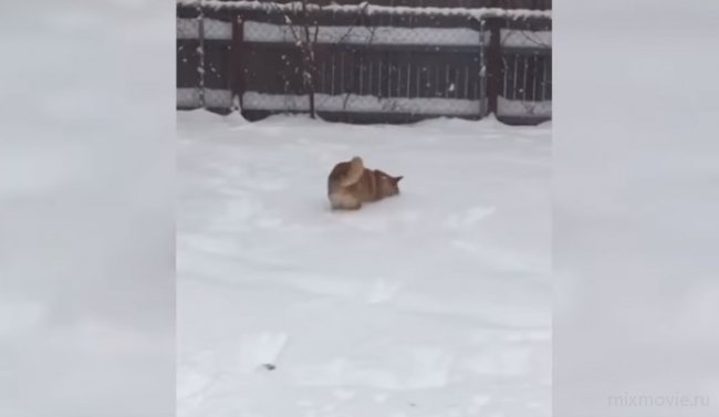 Собачий восторг