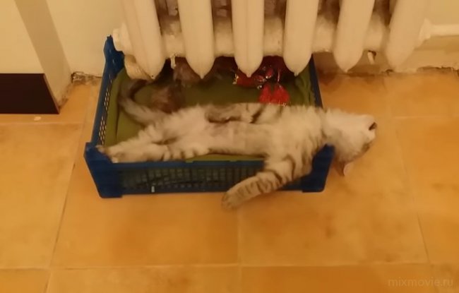 Кот храпит, разложившись в коробке как человек!
