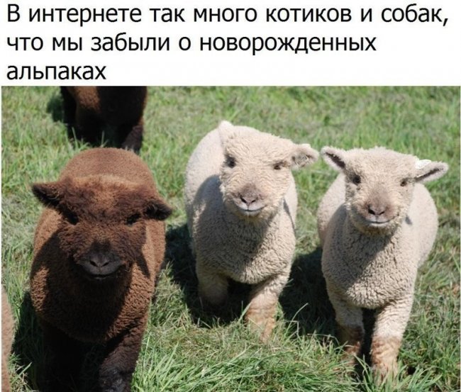 Смешные картинки из соц.сетей