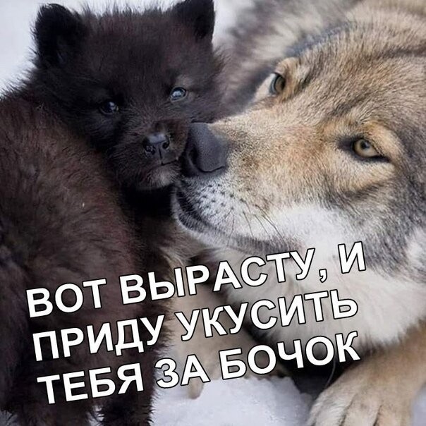 Смешные картинки из социальных сетей