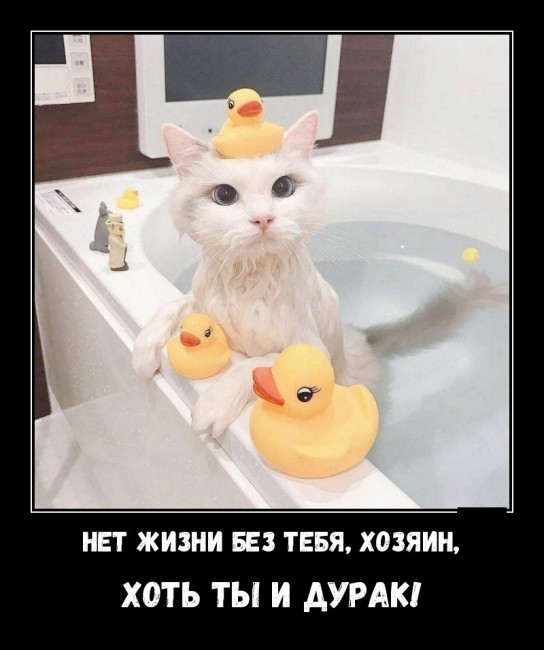 Свежие Демотиваторы на сегодня
