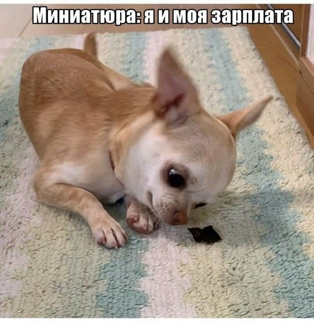 Смешные картинки из социальных сетей