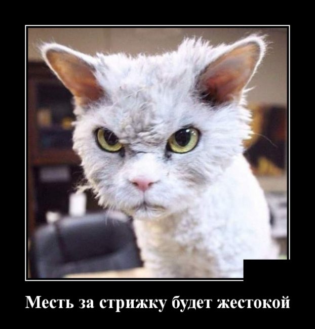 Свежие Демотиваторы на сегодня