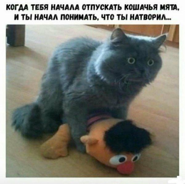 Смешные картинки из социальных сетей