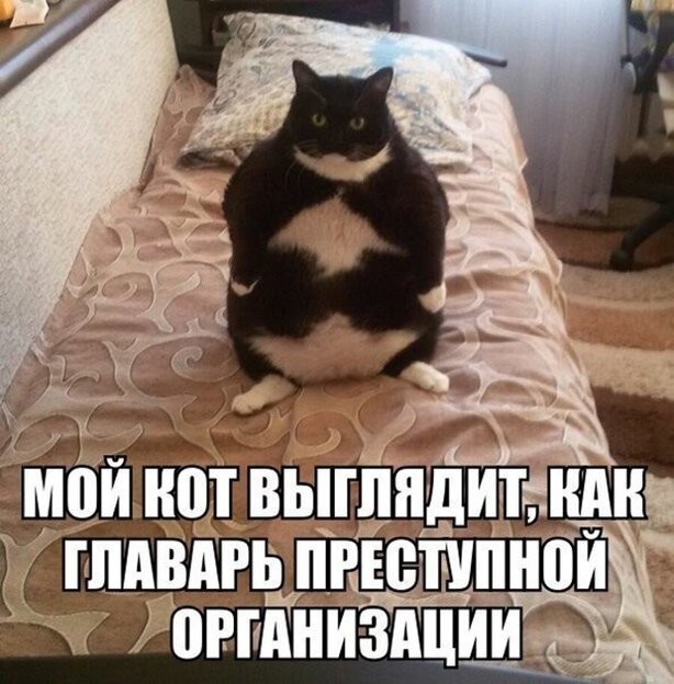 Смешные картинки из социальных сетей