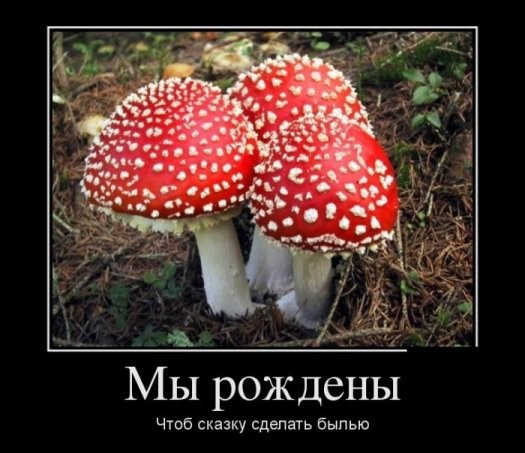 Свежие Демотиваторы на сегодня