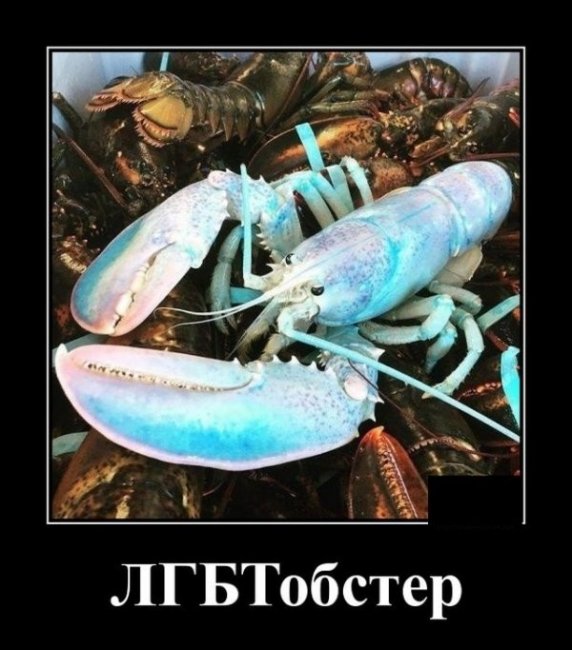 Свежие Демотиваторы на сегодня