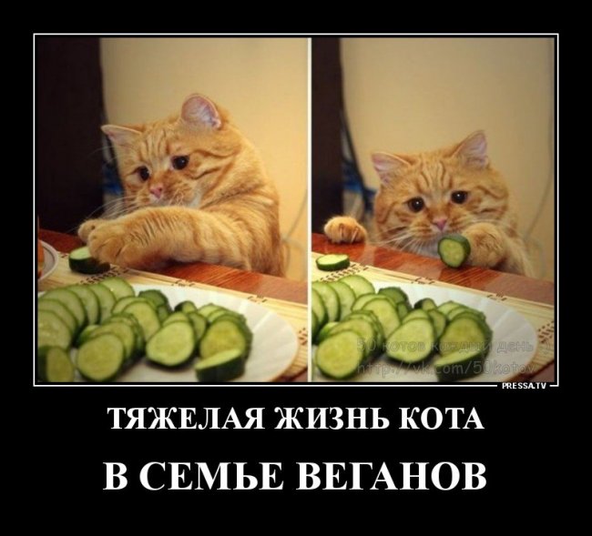 Свежие Демотиваторы на сегодня