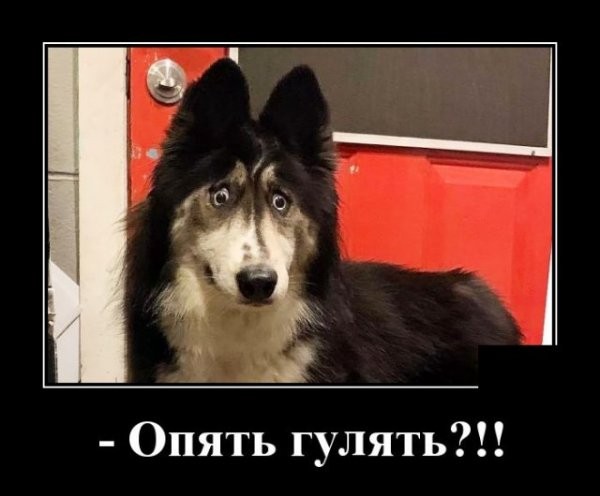 Свежие Демотиваторы на сегодня