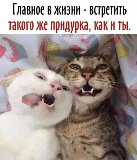 Смешные картинки из социальных сетей