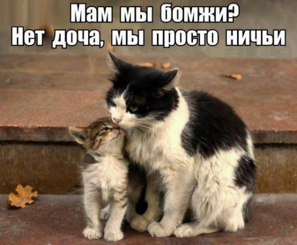Смешные картинки из социальных сетей