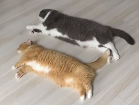 Прикольные видео с котами! ???