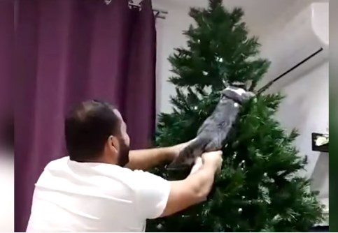 Смешные котоматрицы ?