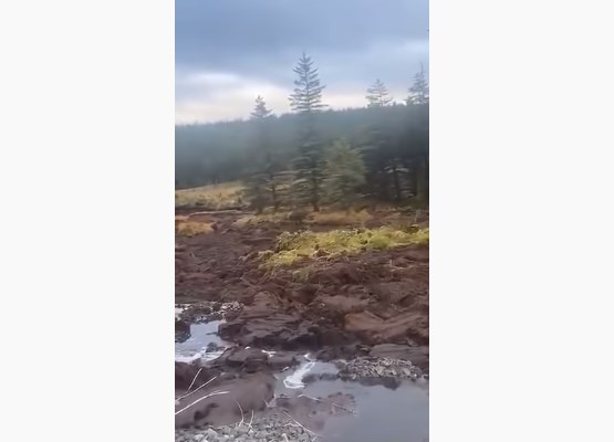 Лес уезжает на глазах очевидца!