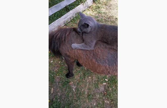 Кот и пони - лучшие друзья !