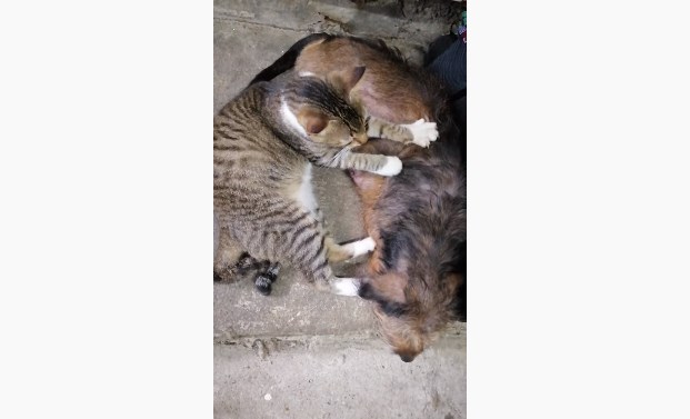 Кот массажист