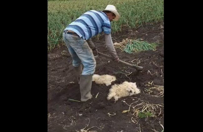 Как правильно посадить собаку, чтобы был хороший урожай ???
